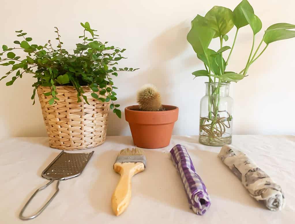 Image is of three plants with tools needed to create beeswax wraps (paintbrush, grater and fabric pieces).