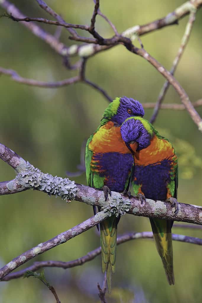 Lorikeets 'cuddling' on a tree branch.