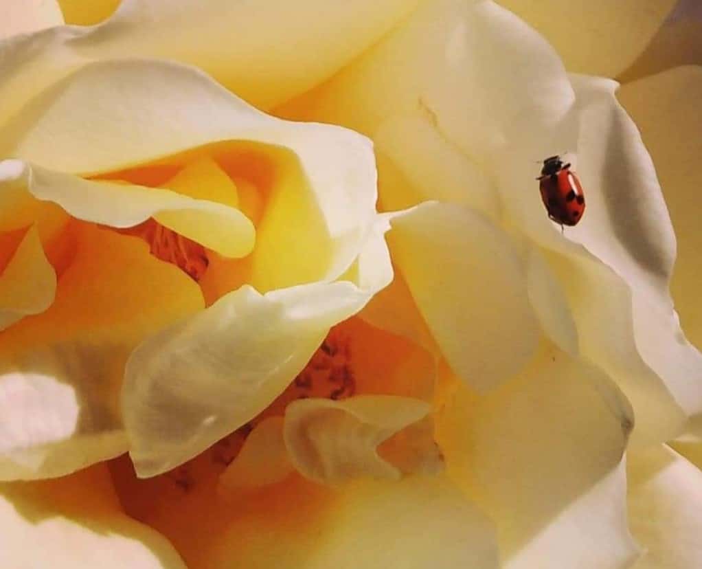 Close up of a ladybird on yellow flower