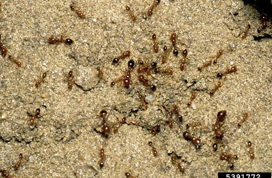 Potential impact of fire ants in Forest Lake