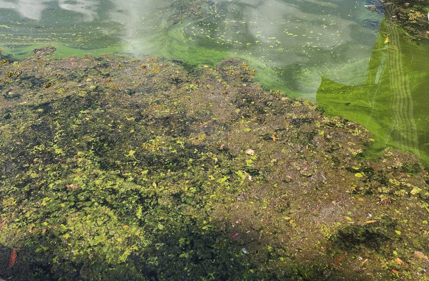 Algae infestation plagues Forest Lake