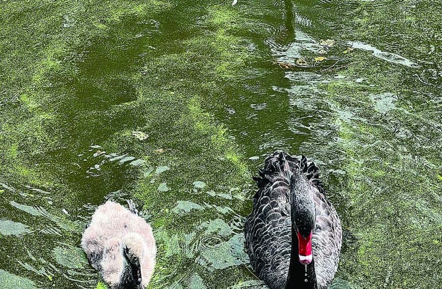 Cause of algae plague vague